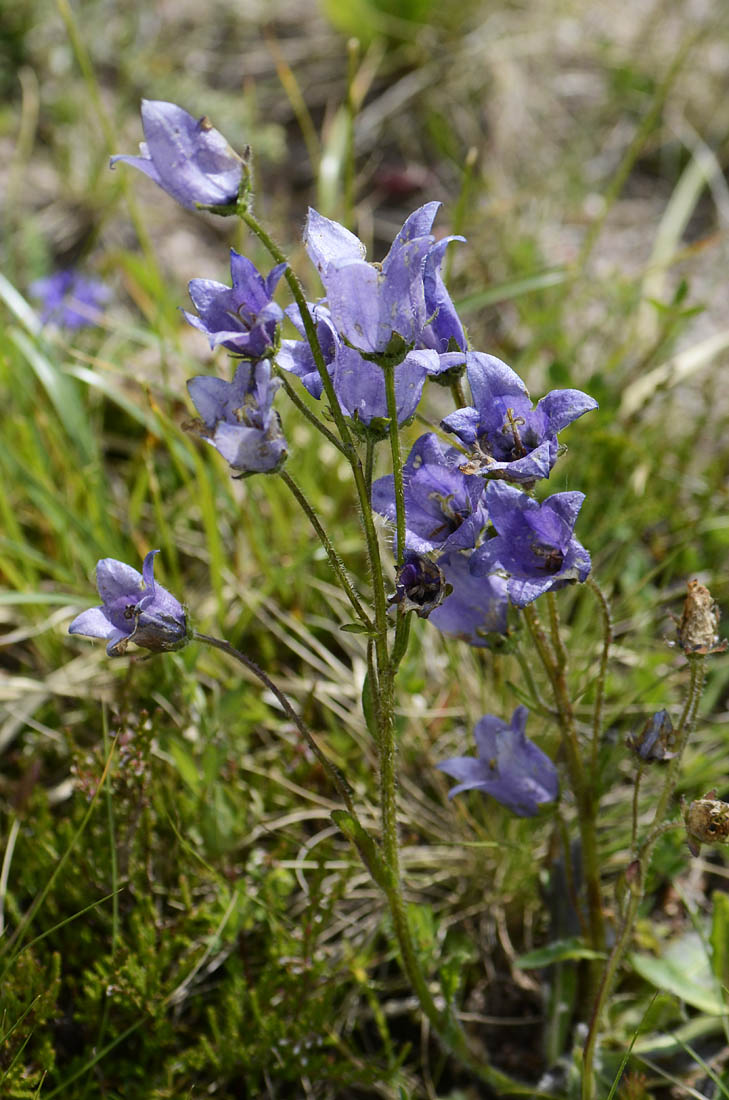 Campanula del passo Valles, da id.